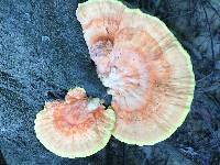 Laetiporus sulphureus image