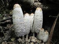 Coprinus comatus image