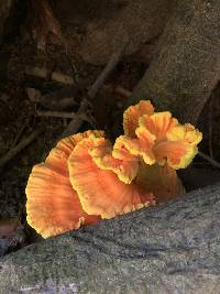 Laetiporus sulphureus image