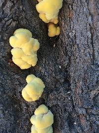 Laetiporus gilbertsonii image