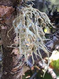 Ramalina farinacea image