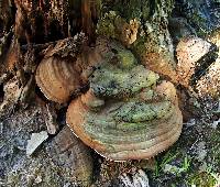 Ganoderma applanatum image