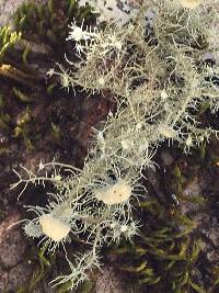 Usnea intermedia image