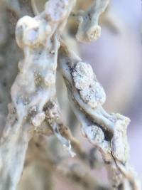 Ramalina farinacea image