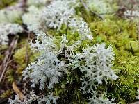 Cladonia confusa image