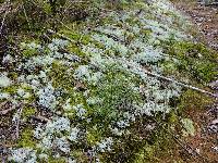 Cladonia confusa image