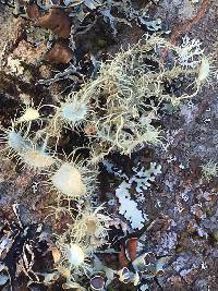 Usnea intermedia image