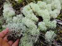 Cladonia confusa image