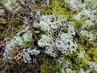 Cladonia confusa image