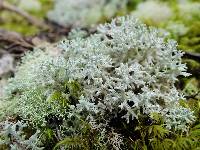 Cladonia confusa image