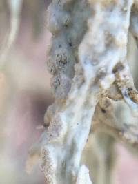 Ramalina farinacea image