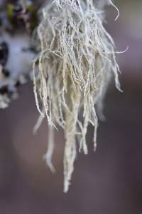 Ramalina farinacea image