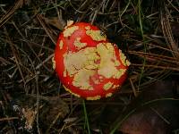 Amanita muscaria image