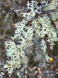 Evernia prunastri image