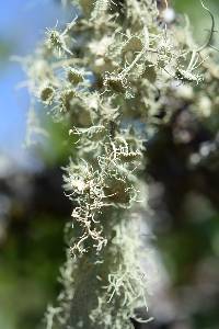 Usnea intermedia image