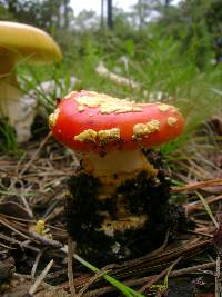 Amanita muscaria image