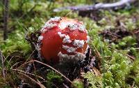 Amanita muscaria image