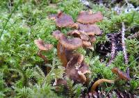 Craterellus tubaeformis image