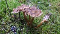 Craterellus tubaeformis image