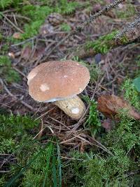 Tylopilus felleus image