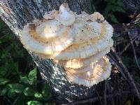 Laetiporus sulphureus image