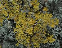 Xanthoria parietina var. parietina image