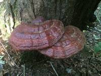 Ganoderma tsugae image