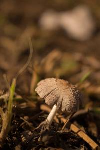 Psathyrella candolleana image