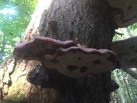 Ganoderma tsugae image