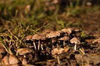 Psathyrella candolleana image