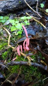 Clavaria rosea image