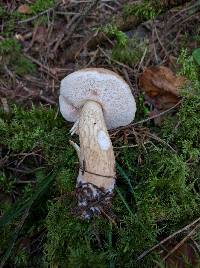 Tylopilus felleus image