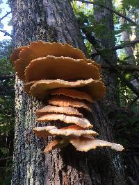 Laetiporus sulphureus image