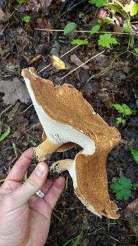 Polyporus radicatus image