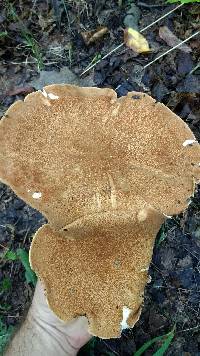 Polyporus radicatus image