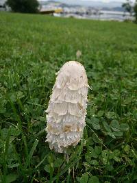 Coprinus comatus image