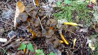 Craterellus tubaeformis image