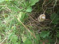 Helvella crispa image