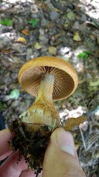 Cortinarius armillatus image