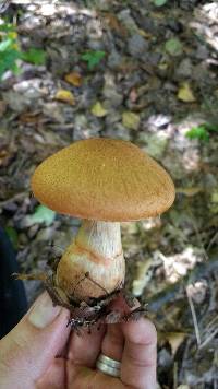 Cortinarius armillatus image