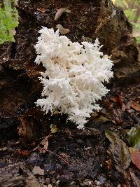 Hericium coralloides image