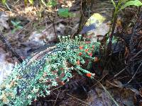 Cladonia cristatella image