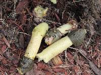 Phallus impudicus var. impudicus image