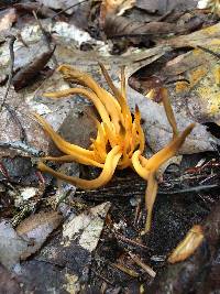 Clavulinopsis fusiformis image