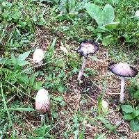 Coprinus comatus image