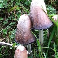 Coprinus comatus image