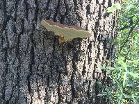 Ganoderma applanatum image