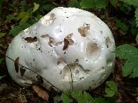 Calvatia gigantea image