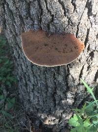 Ganoderma applanatum image