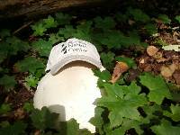 Calvatia gigantea image